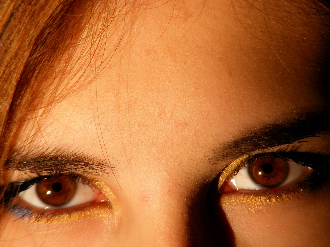 brown brown eyes iris free photo