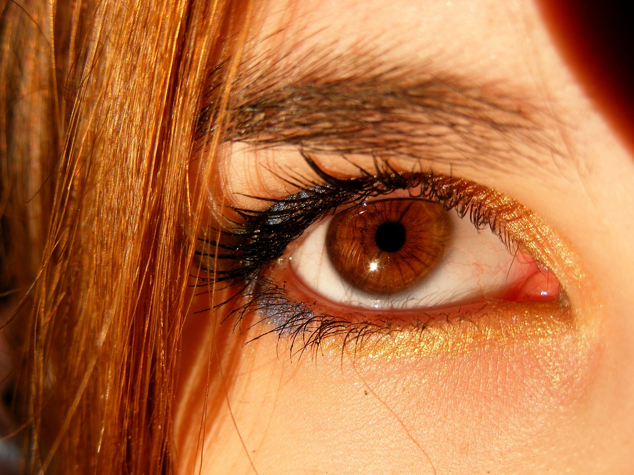 brown brown eyes iris free photo