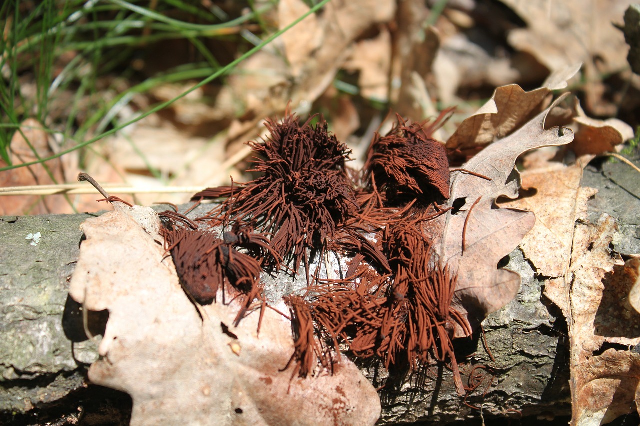 brown chocolate fungi free photo
