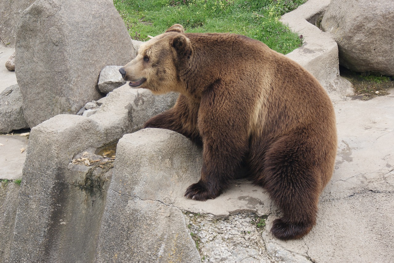 brown bear zoo free photo