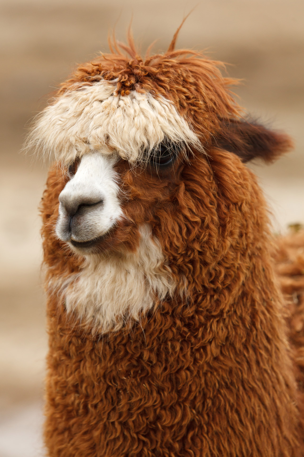 alpaca animal single free photo