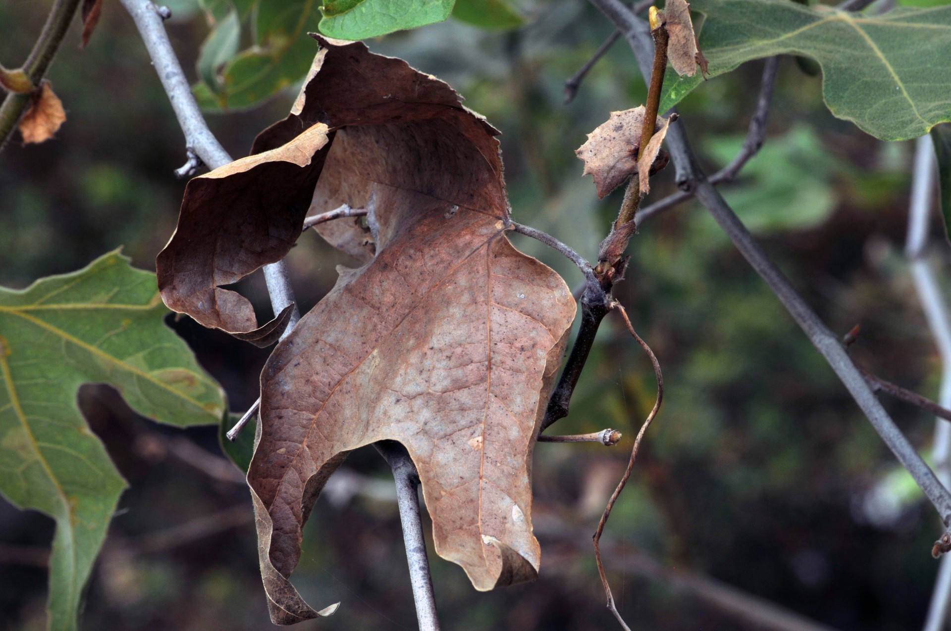 leaves autumn all free photo