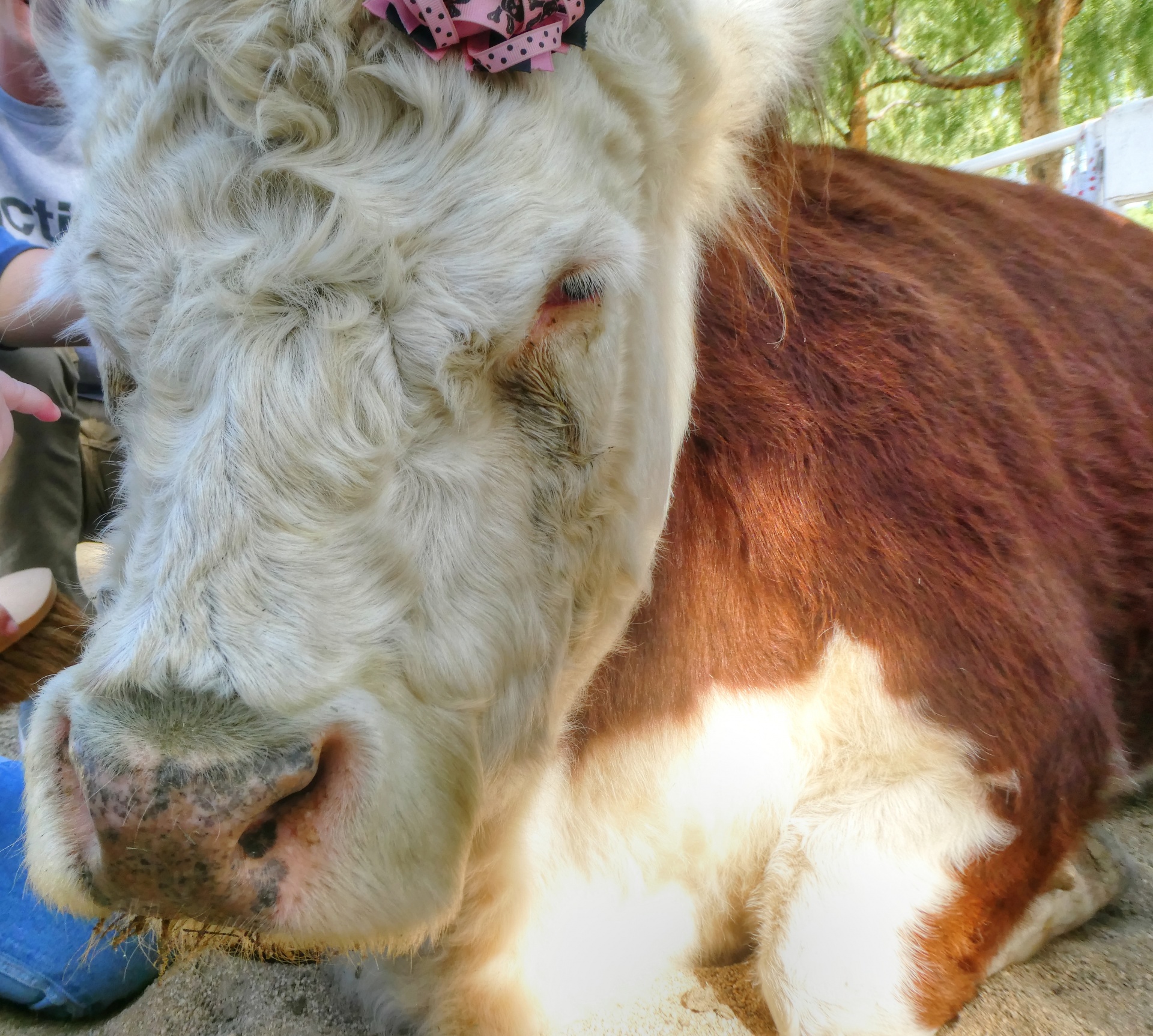 cow cows brown white free photo