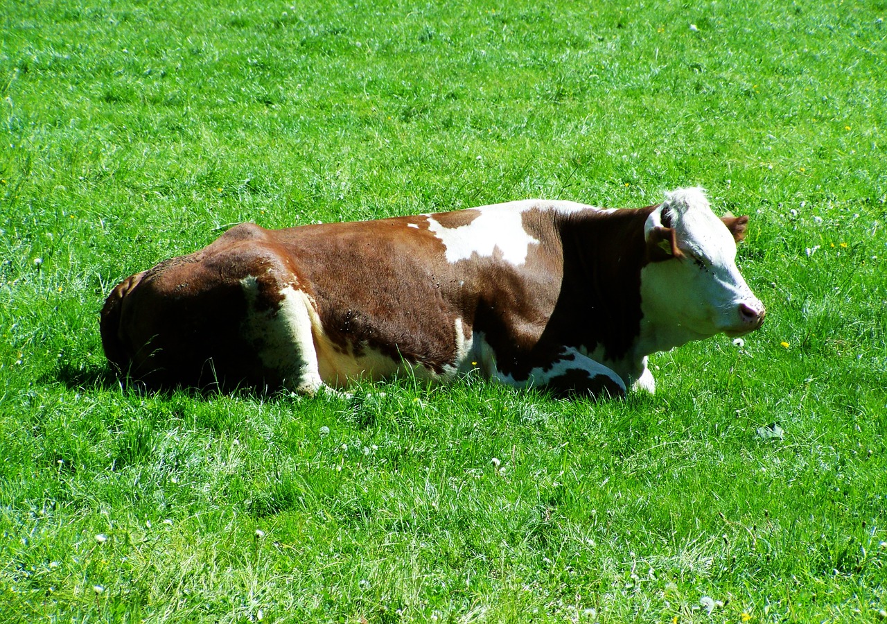 brown and white cow pet sitting meadow free photo