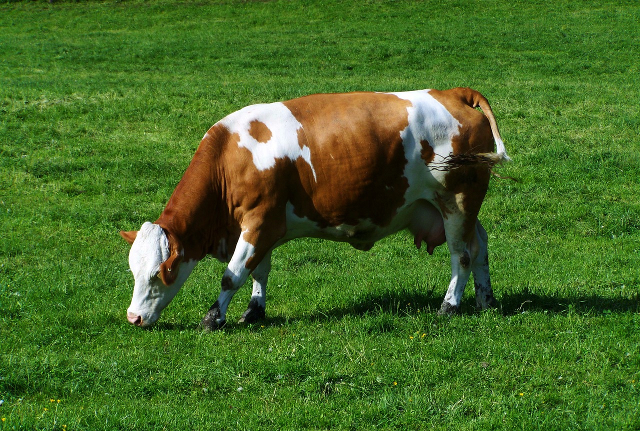 brown and white cow green pastures cattle free photo