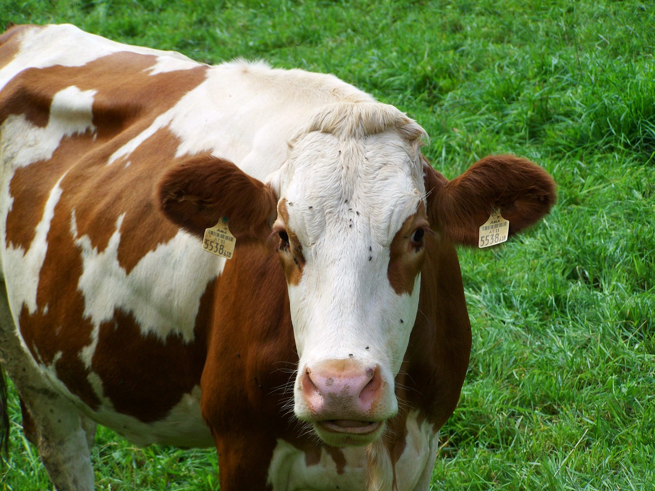 brown and white cow cattle green pastures free photo