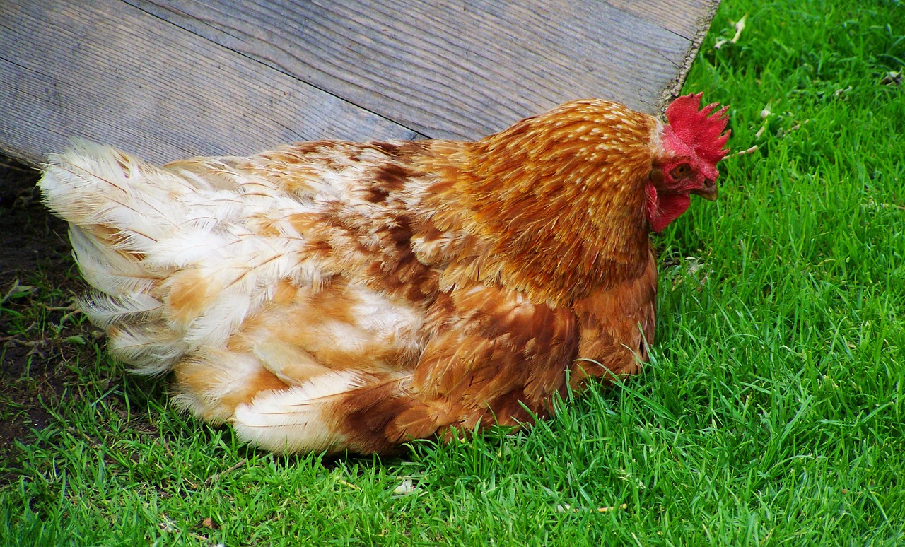 brown and white hen winged animals relax free photo