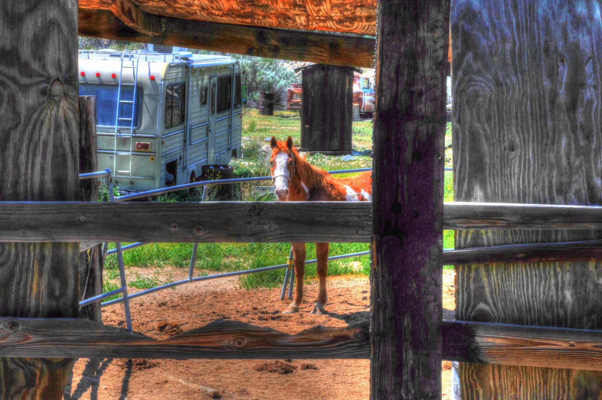 horse horses brown white horse free photo