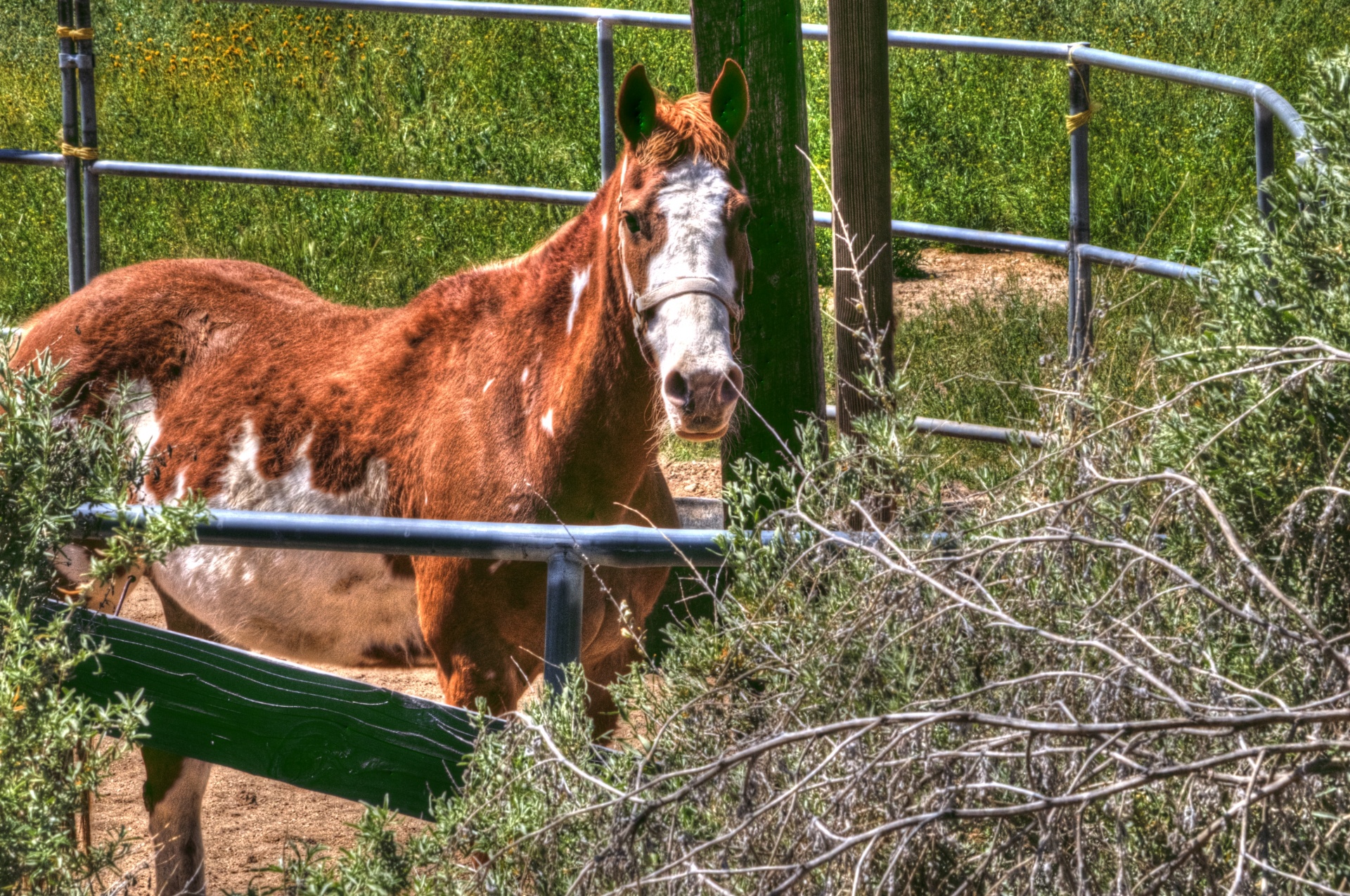 horse horses brown white horse free photo