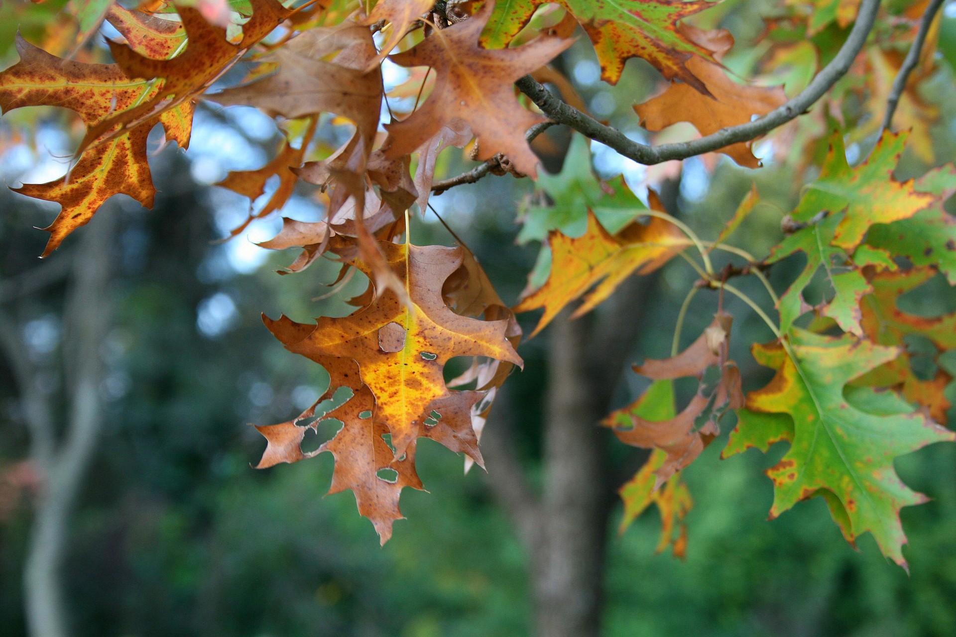 Leaf,oak,brown,yellowing,changing - free image from needpix.com