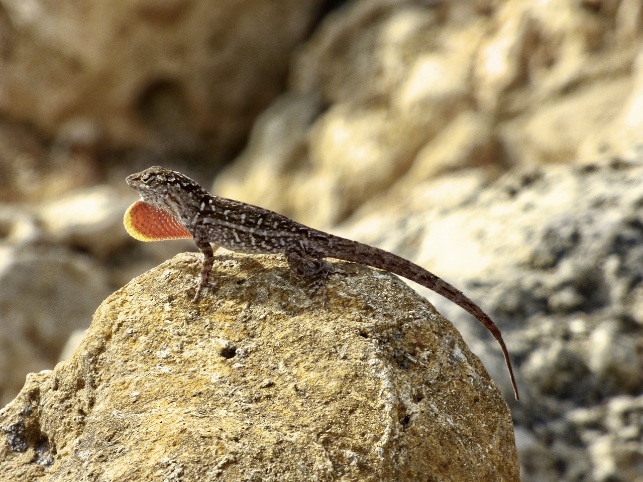 brown anole lizard red free photo