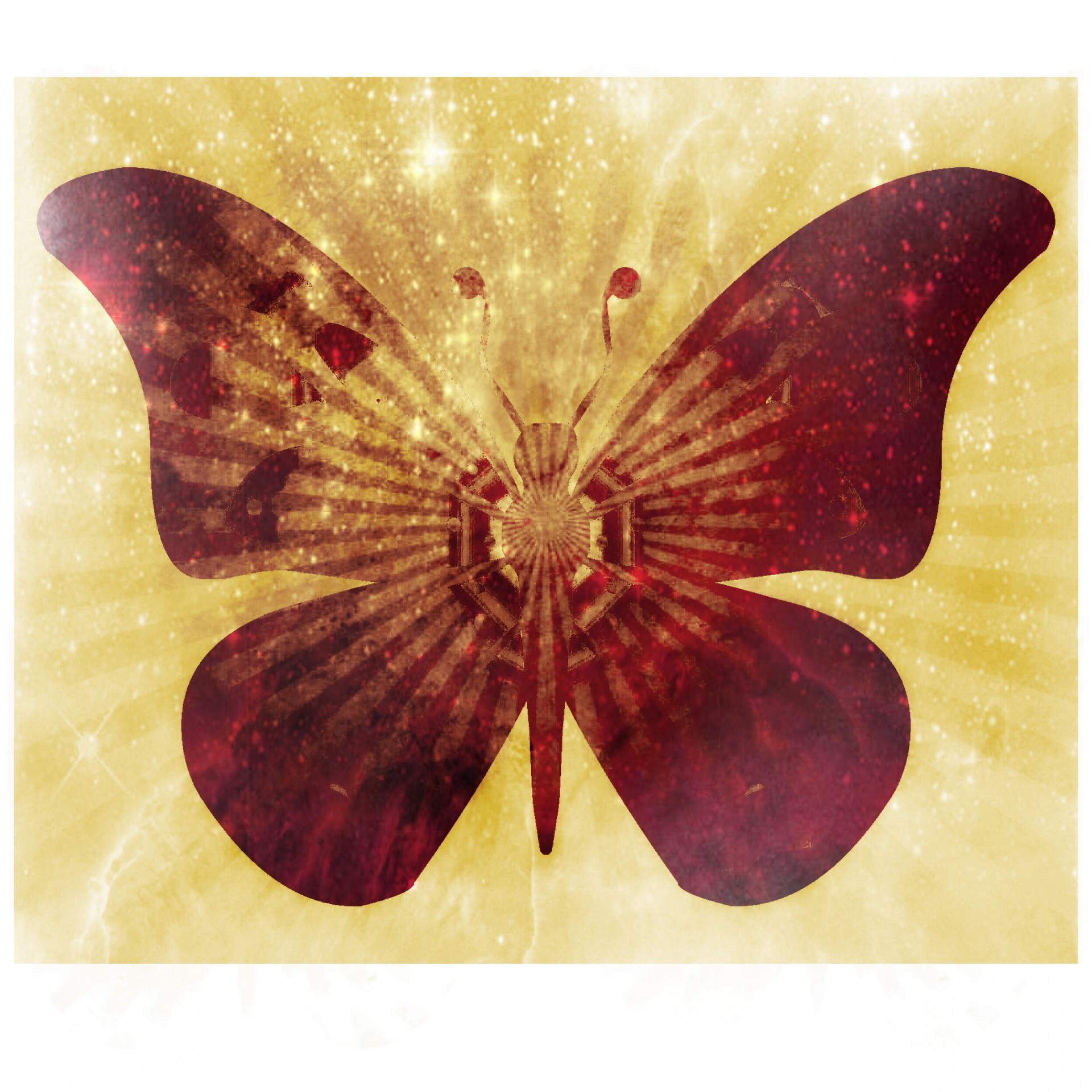 art butterfly graphic free photo