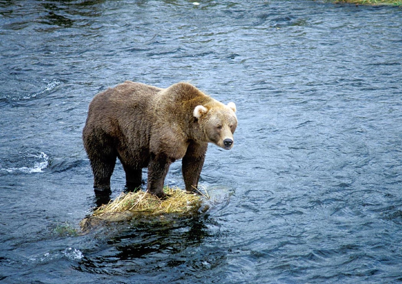 brown bear portrait wilderness free photo