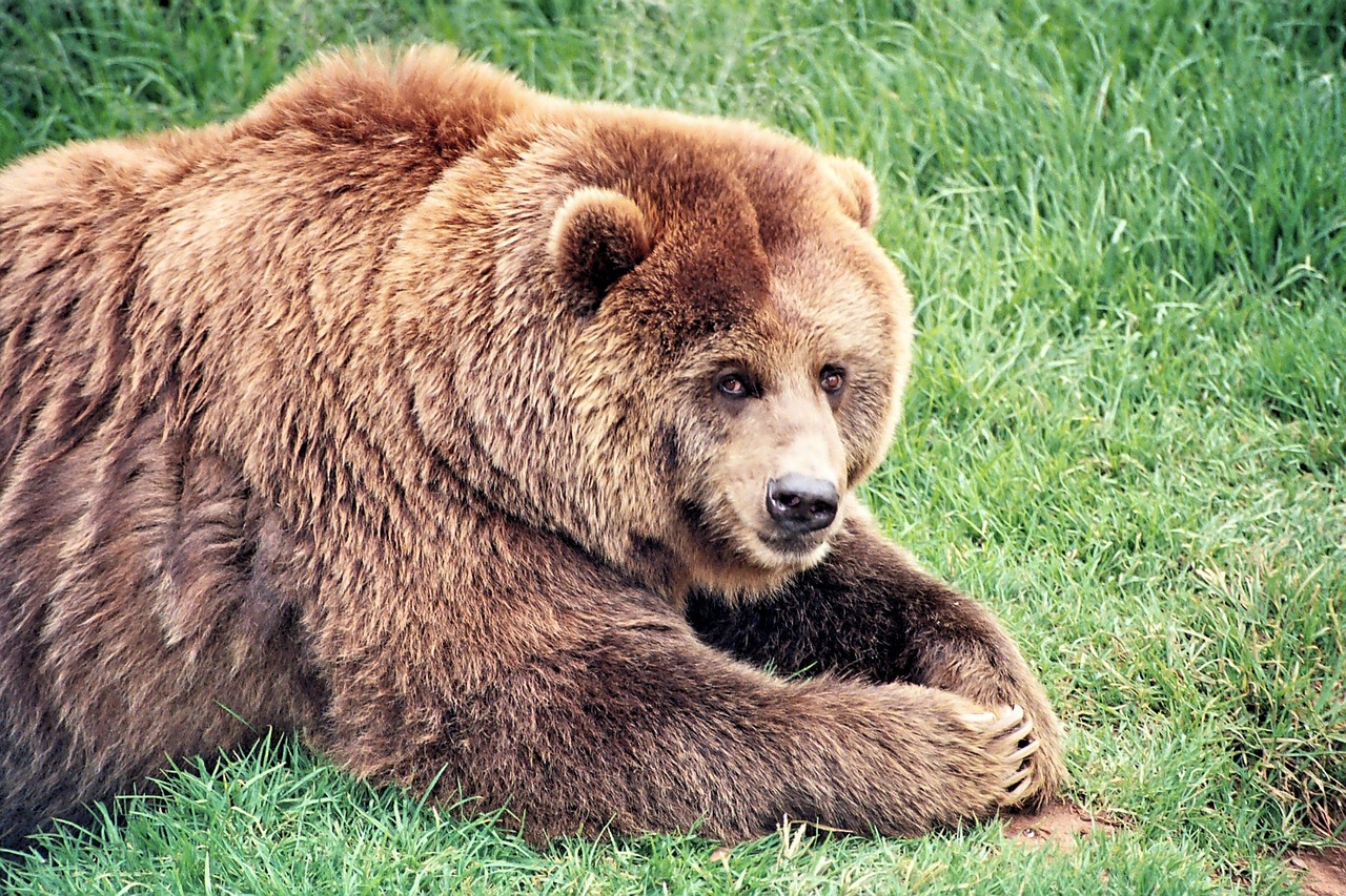 brown bear bears mammal free photo
