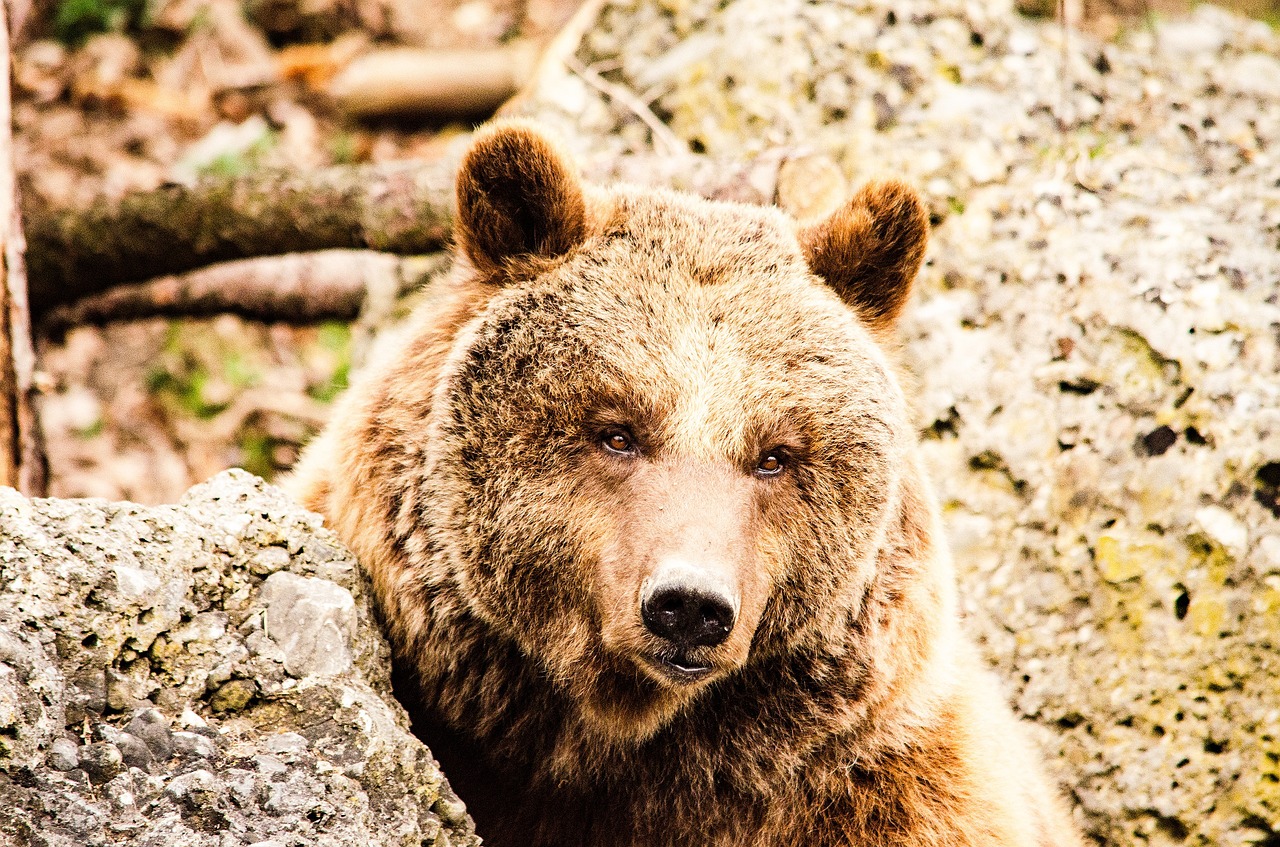 brown bear bear zoo free photo