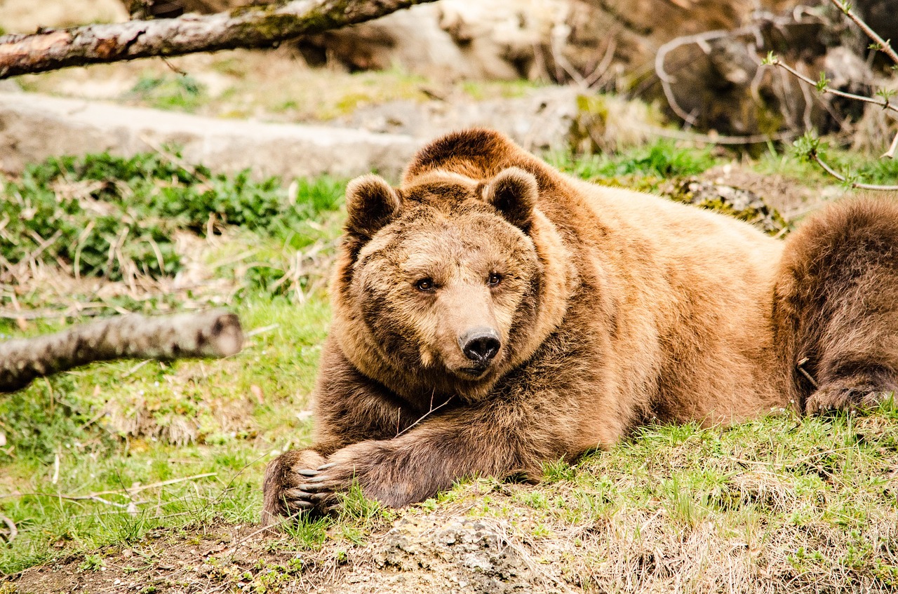brown bear bear predator free photo