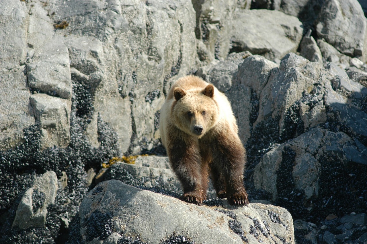 brown bear coastal portrait free photo