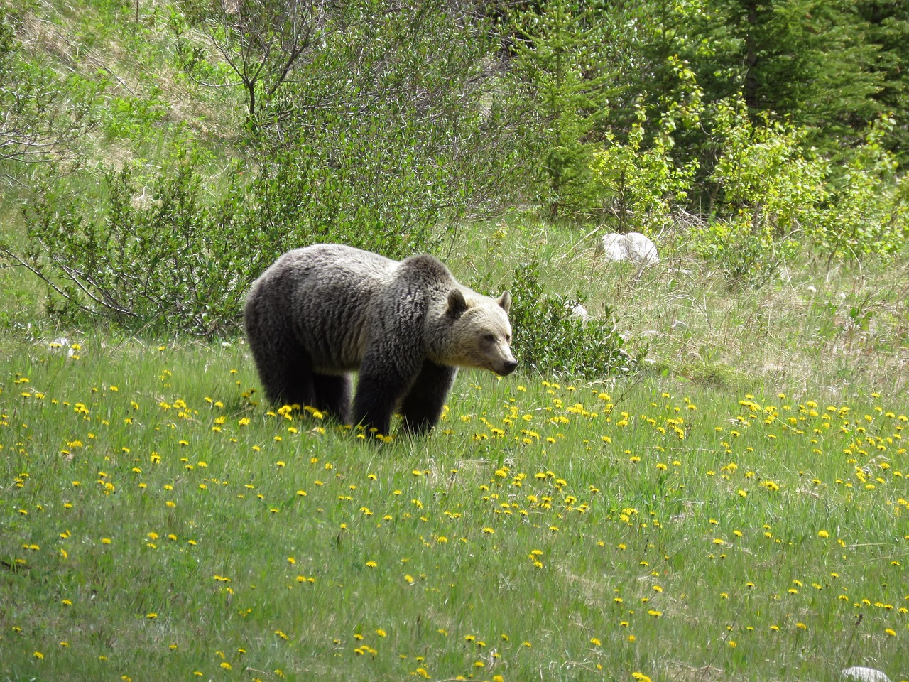 brown bear bear wildlife free photo