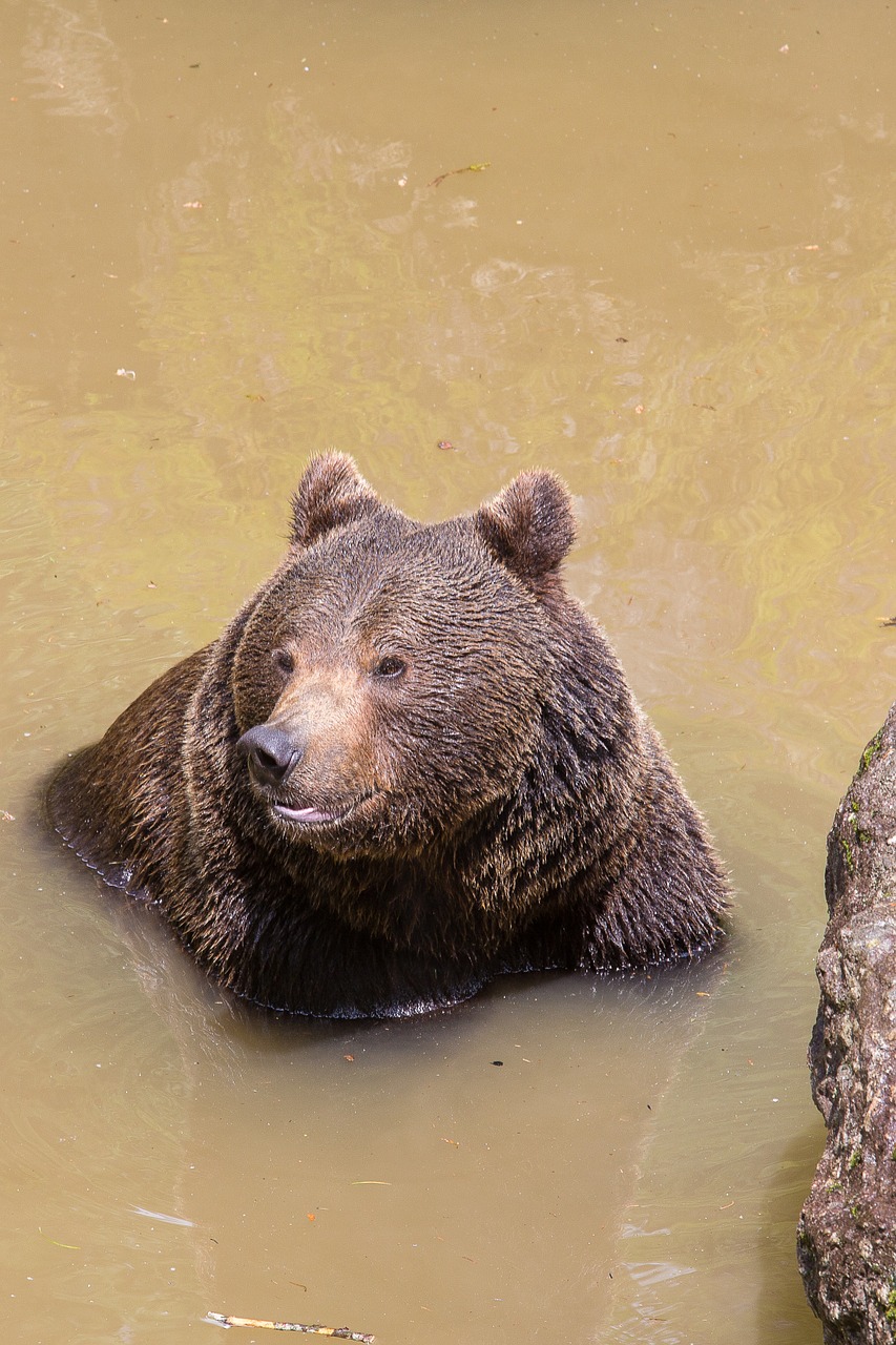 brown bear bear swim free photo