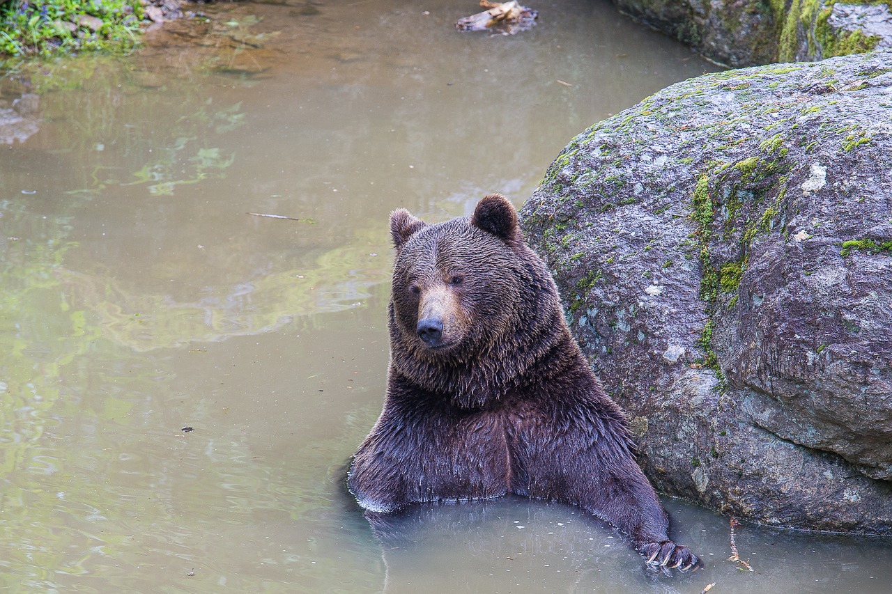 brown bear bear swim free photo