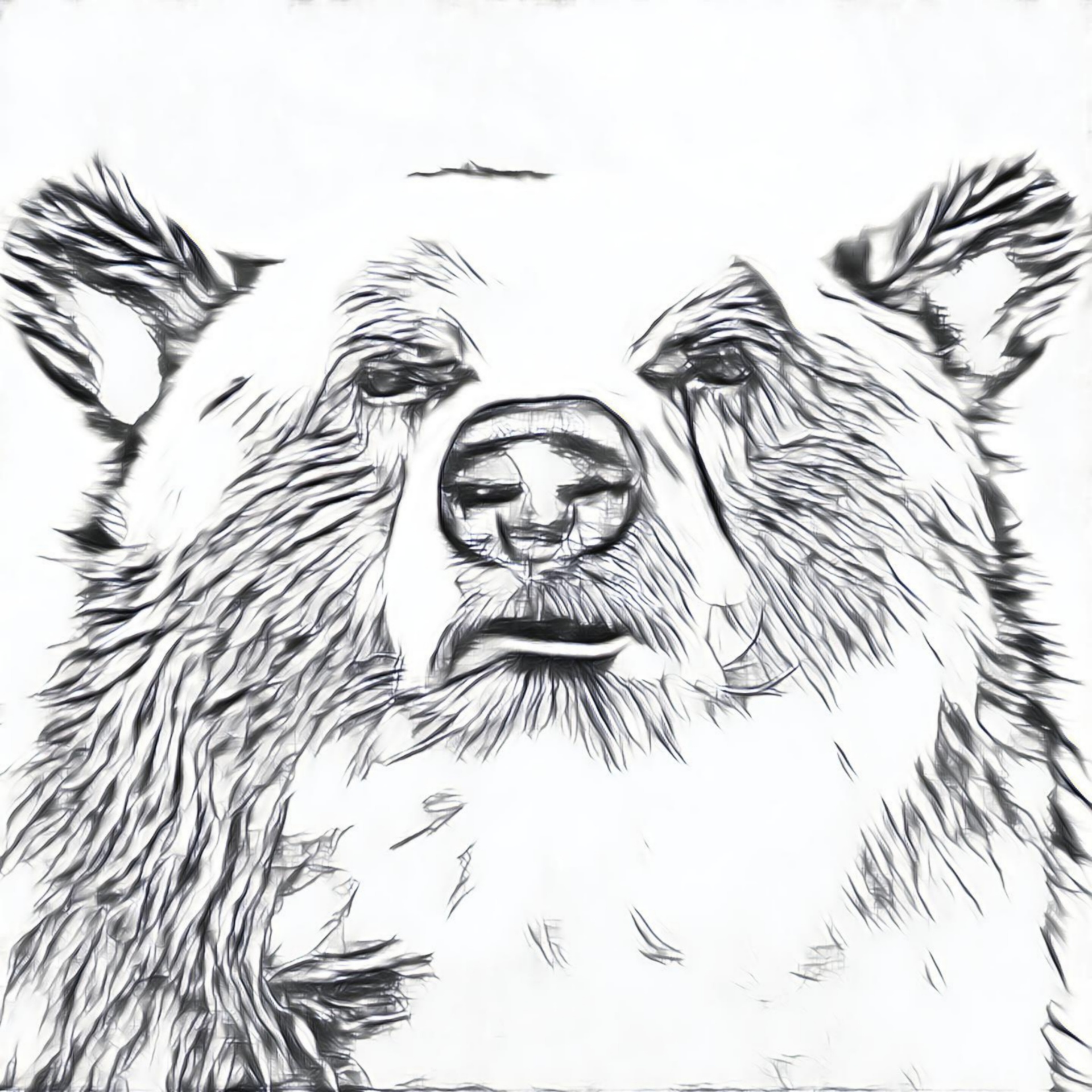 brown bear sketch free photo