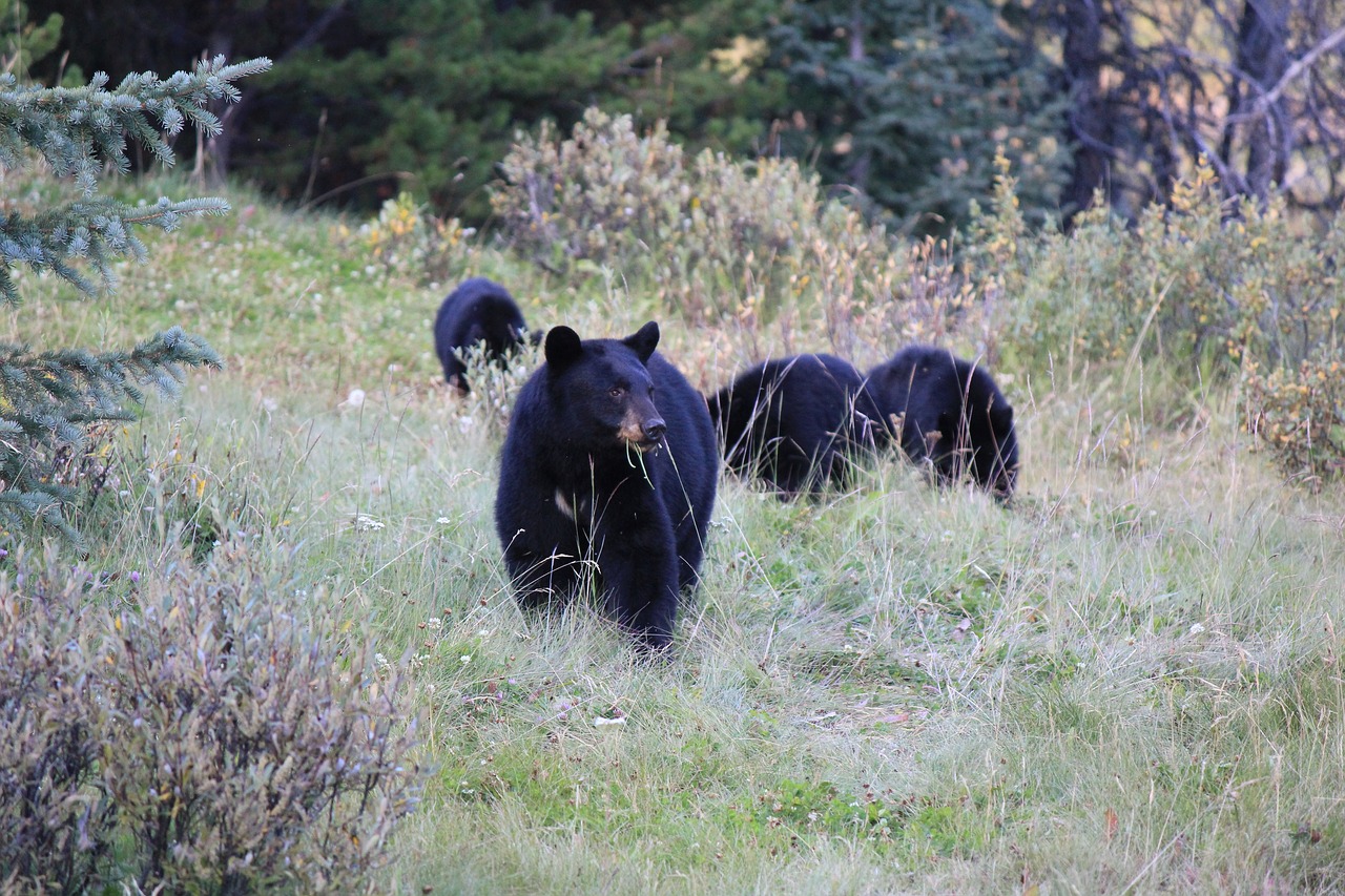 brown bear canada wild free photo