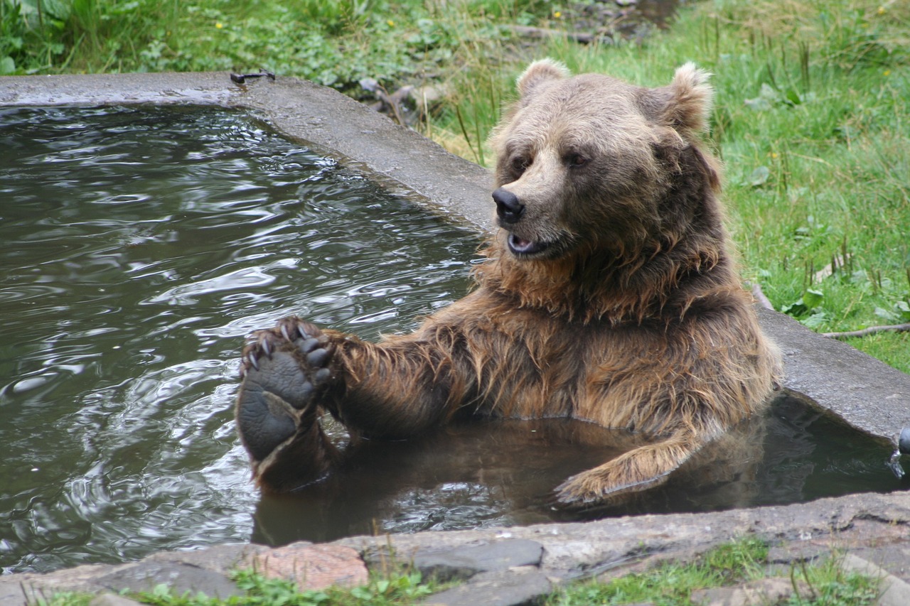 brown bear bear bather bear free photo