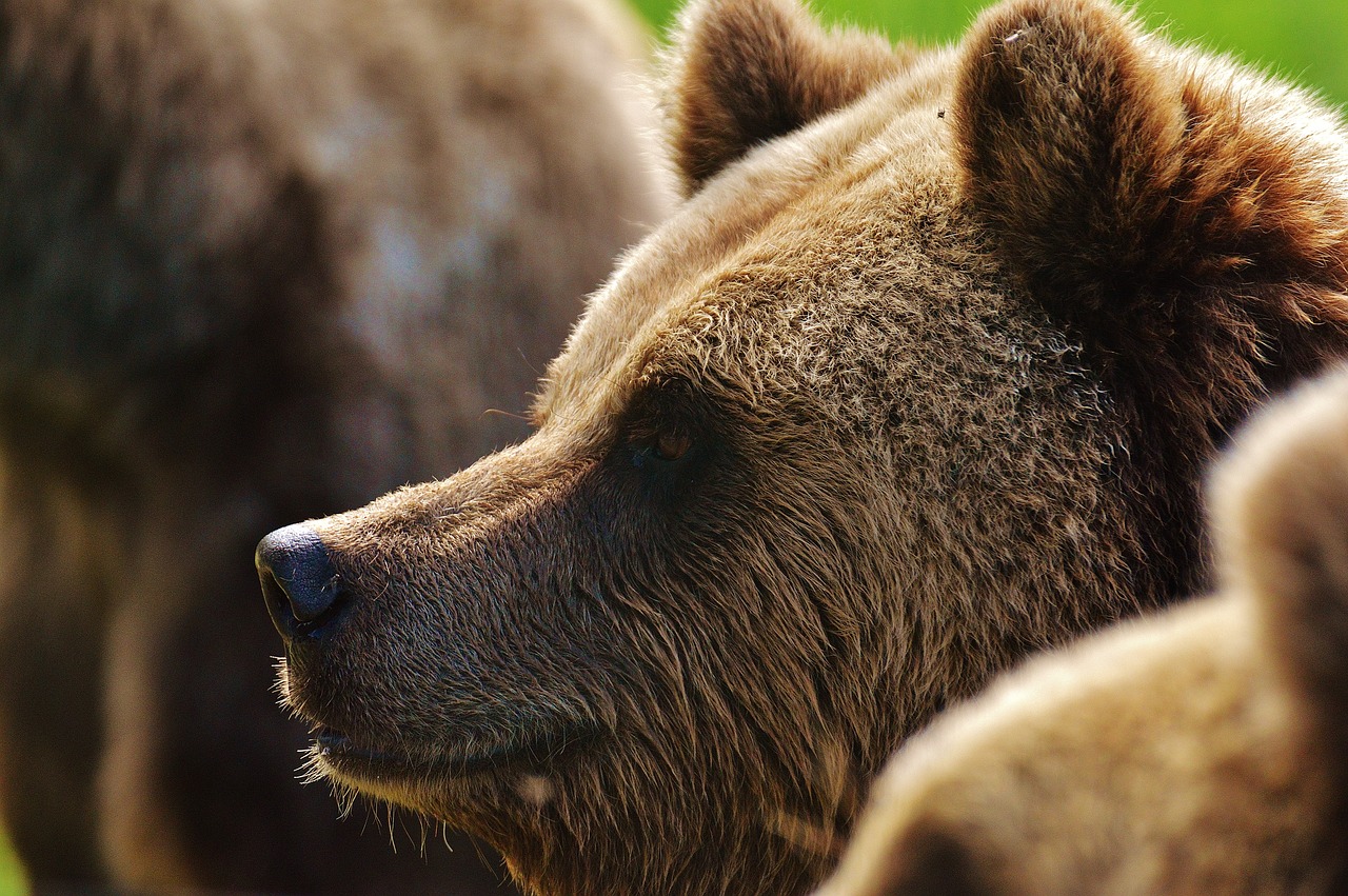 brown bear animal world wild animal free photo