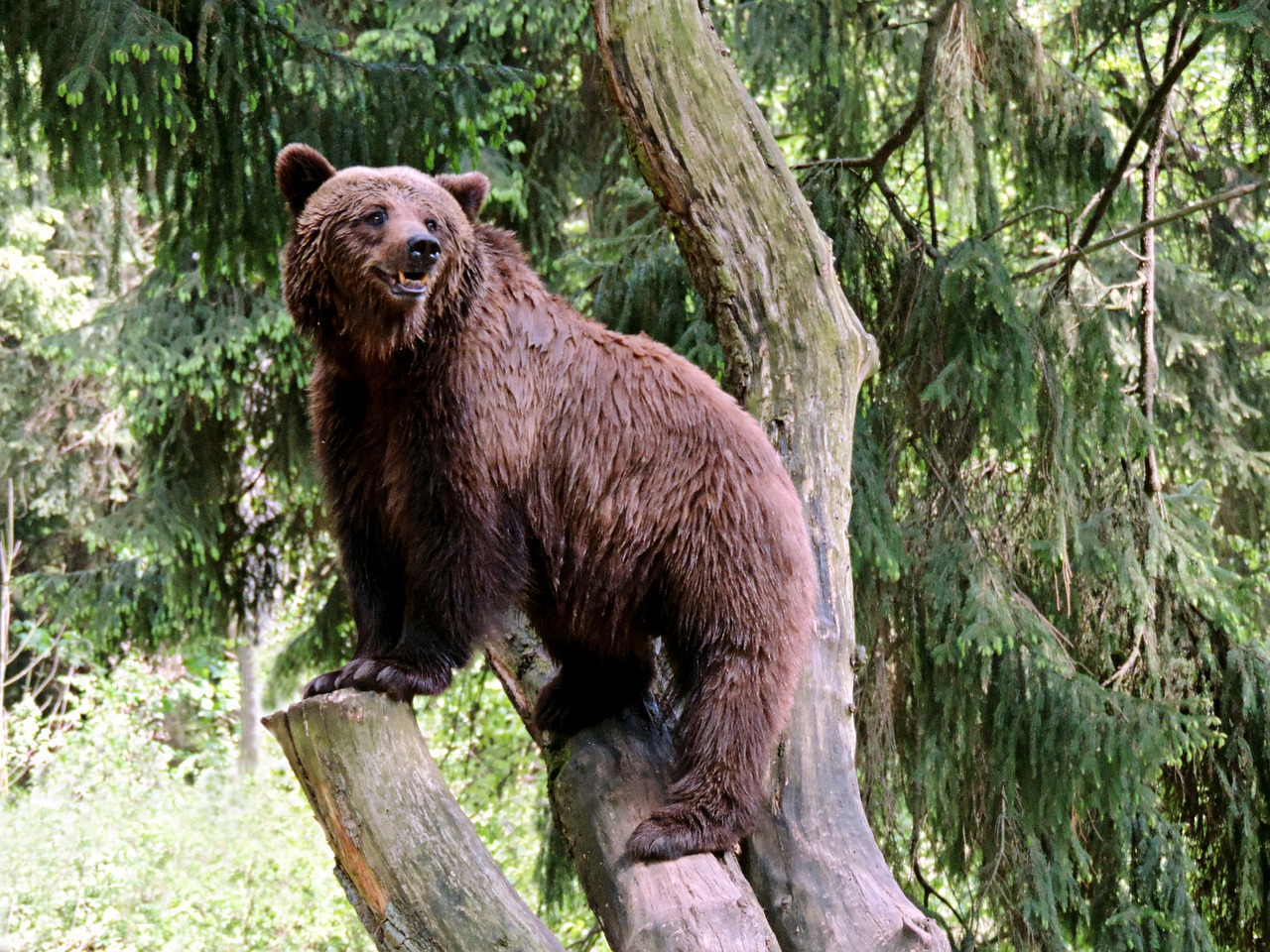 brown bear bear mammal free photo