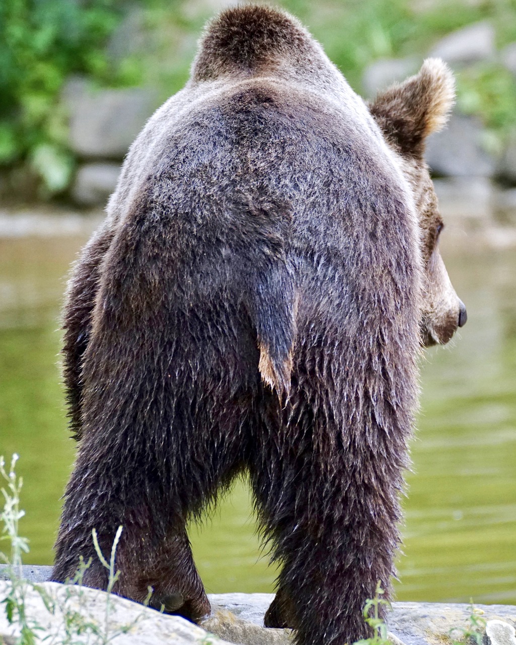 Хвостик медведя