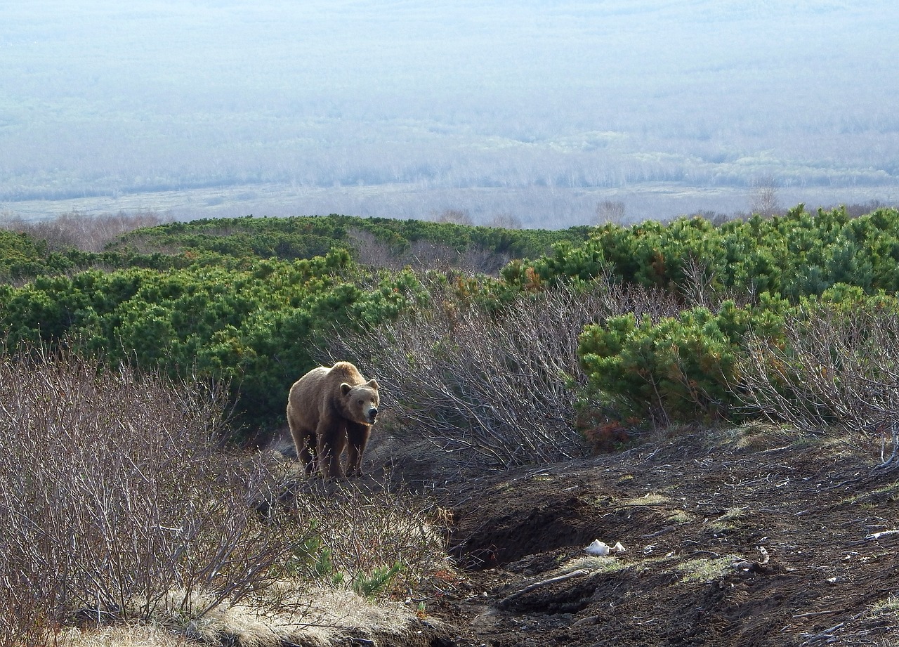 brown bear predator wild beast free photo