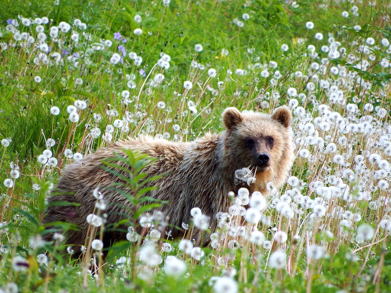 brown bear predator wild beast free photo