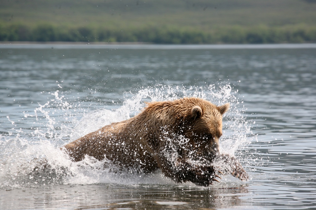 brown bear predator wild beast free photo