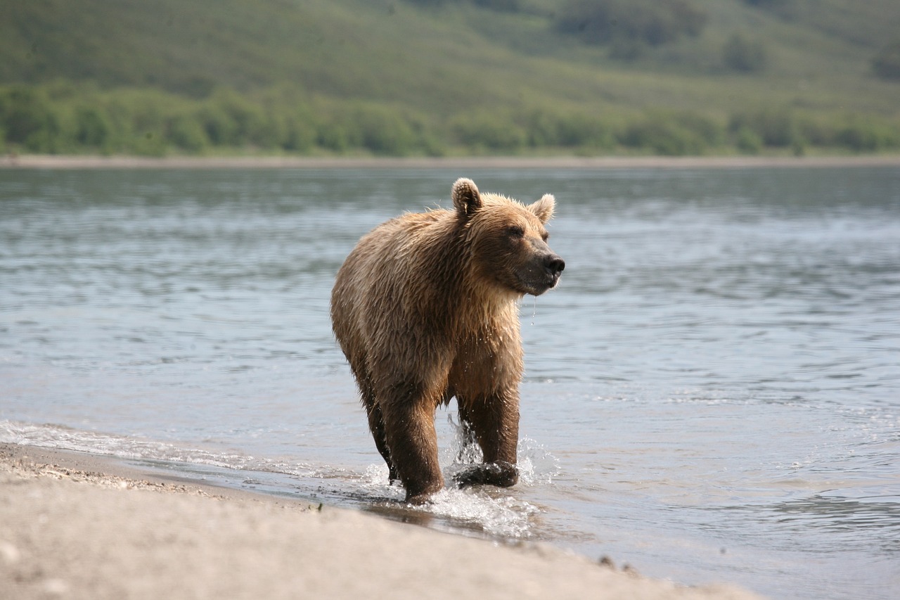 brown bear predator wild beast free photo