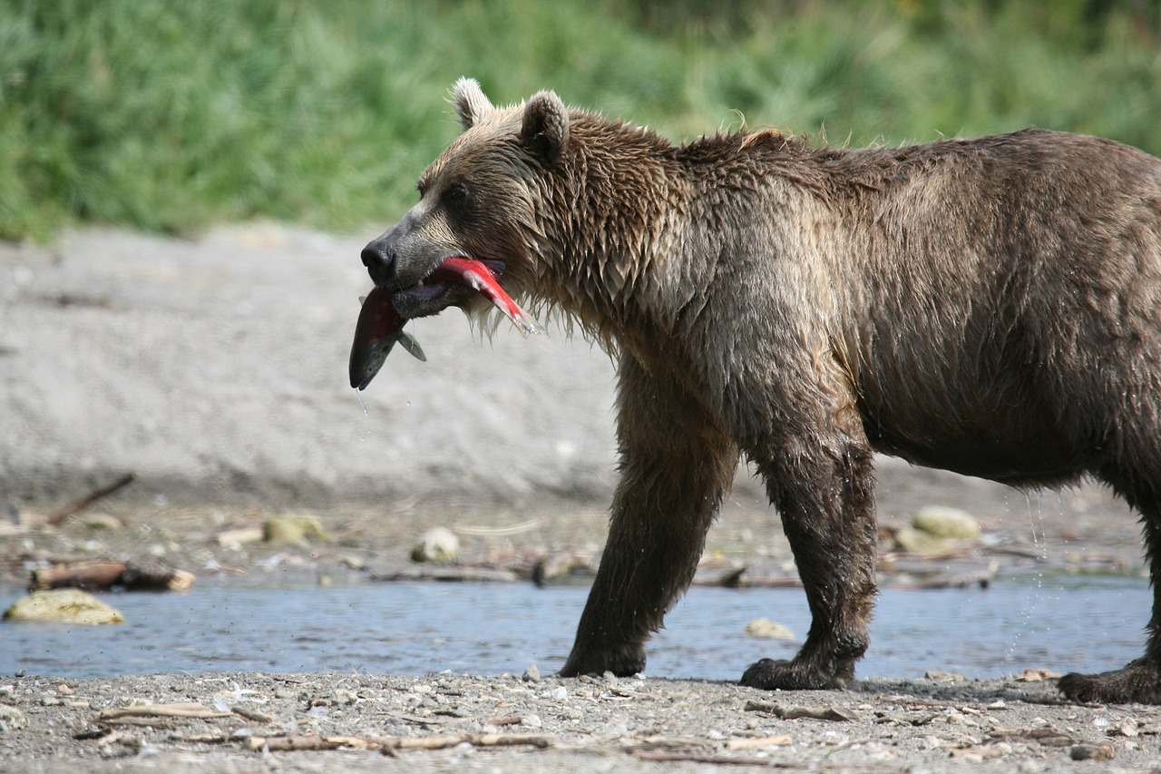 brown bear predator wild beast free photo