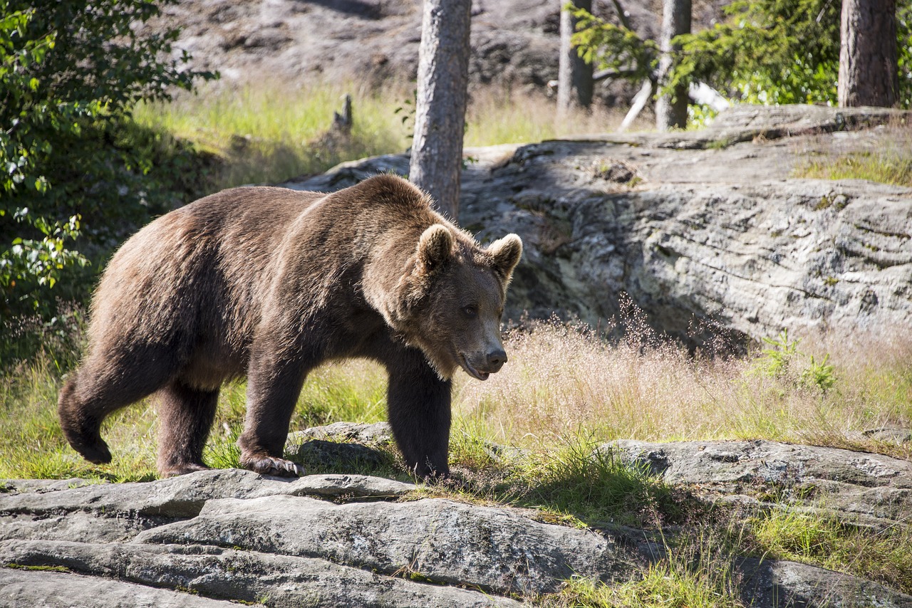 brown bear ursus arctos bear free photo