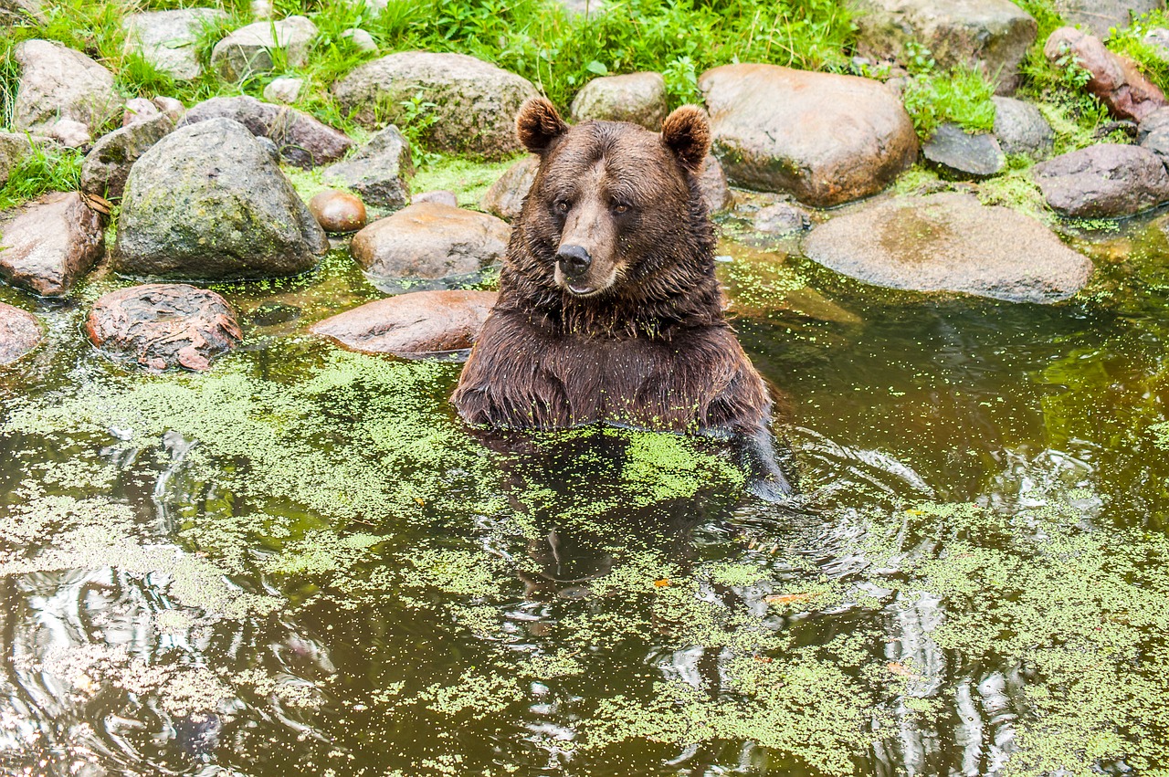 brown bear water fur free photo