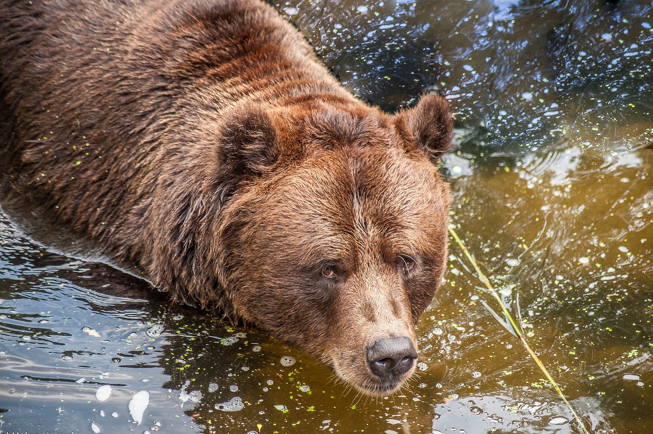 brown bear water close free photo