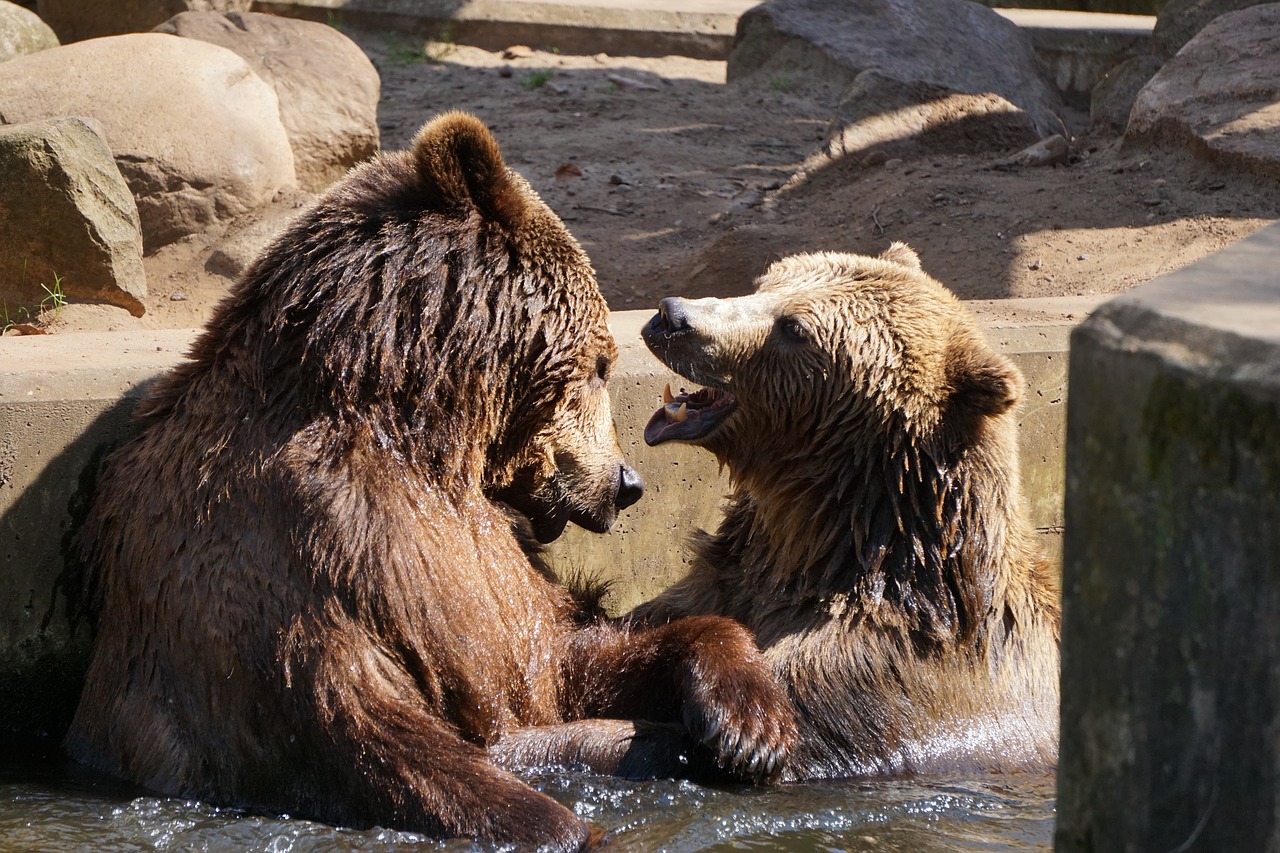 brown bear  zoo  mammal free photo