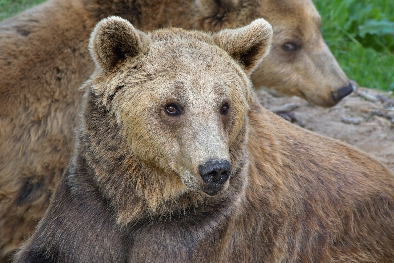 brown bear  portrait  ursidé free photo