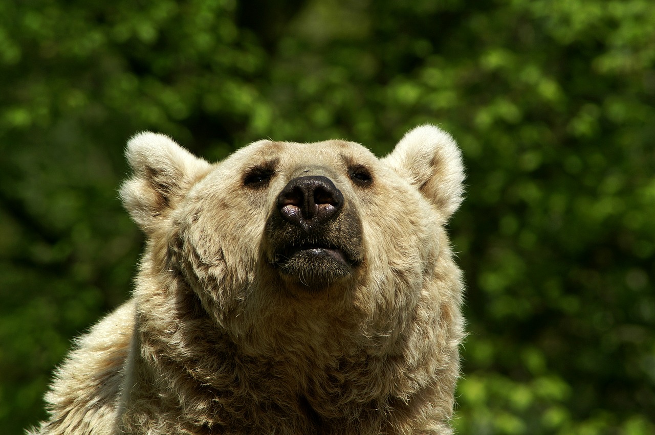 brown bear bear fluffy free photo