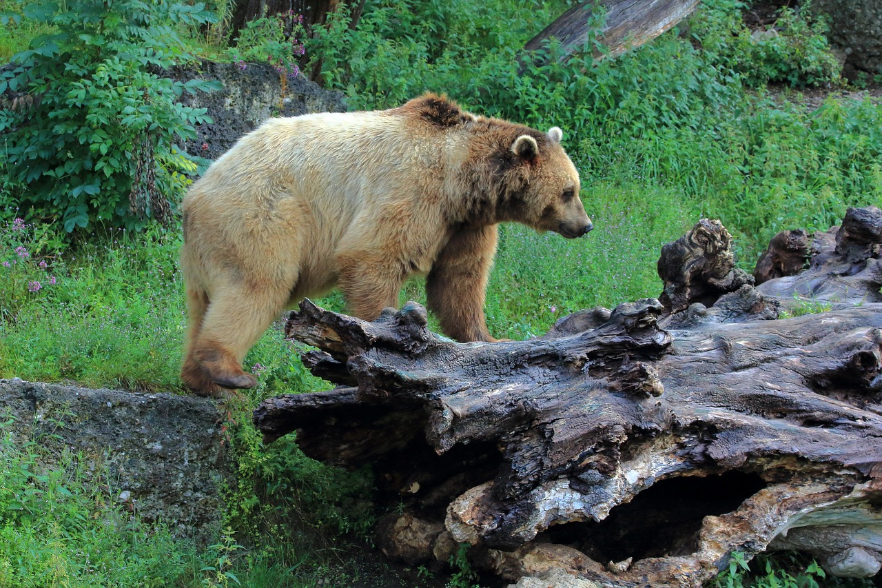 brown bear  bear  wild animal free photo