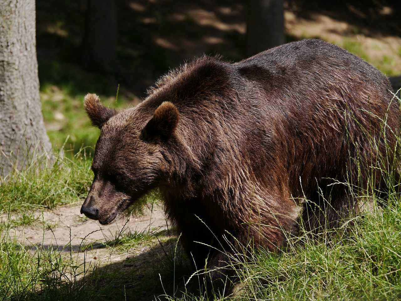 brown bear  bear  nature free photo