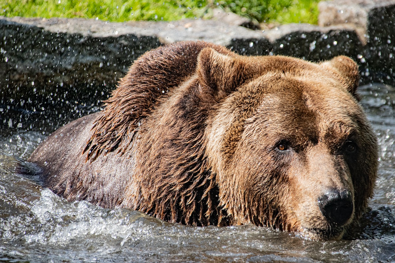 brown bear  bear  brown bears free photo