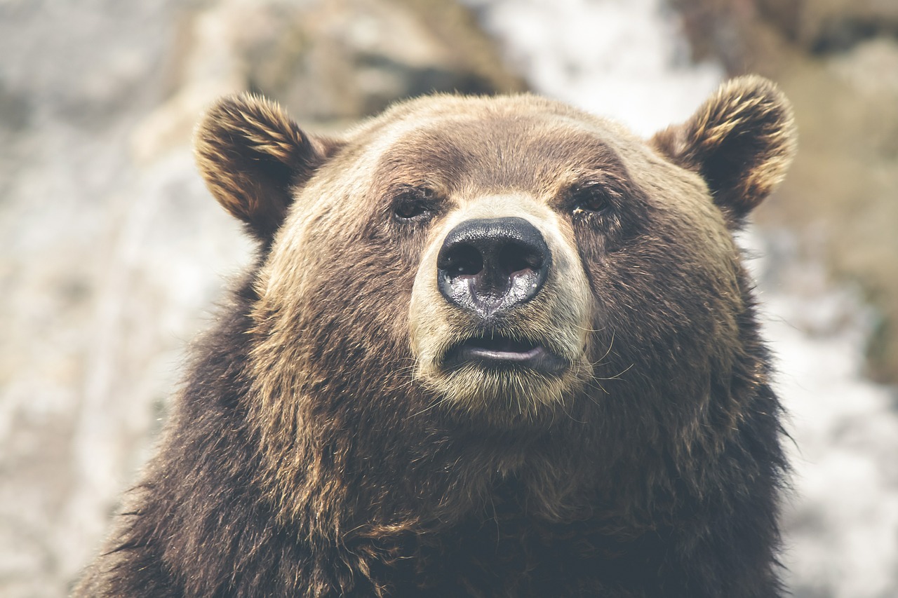 brown bear grizzly canada free photo