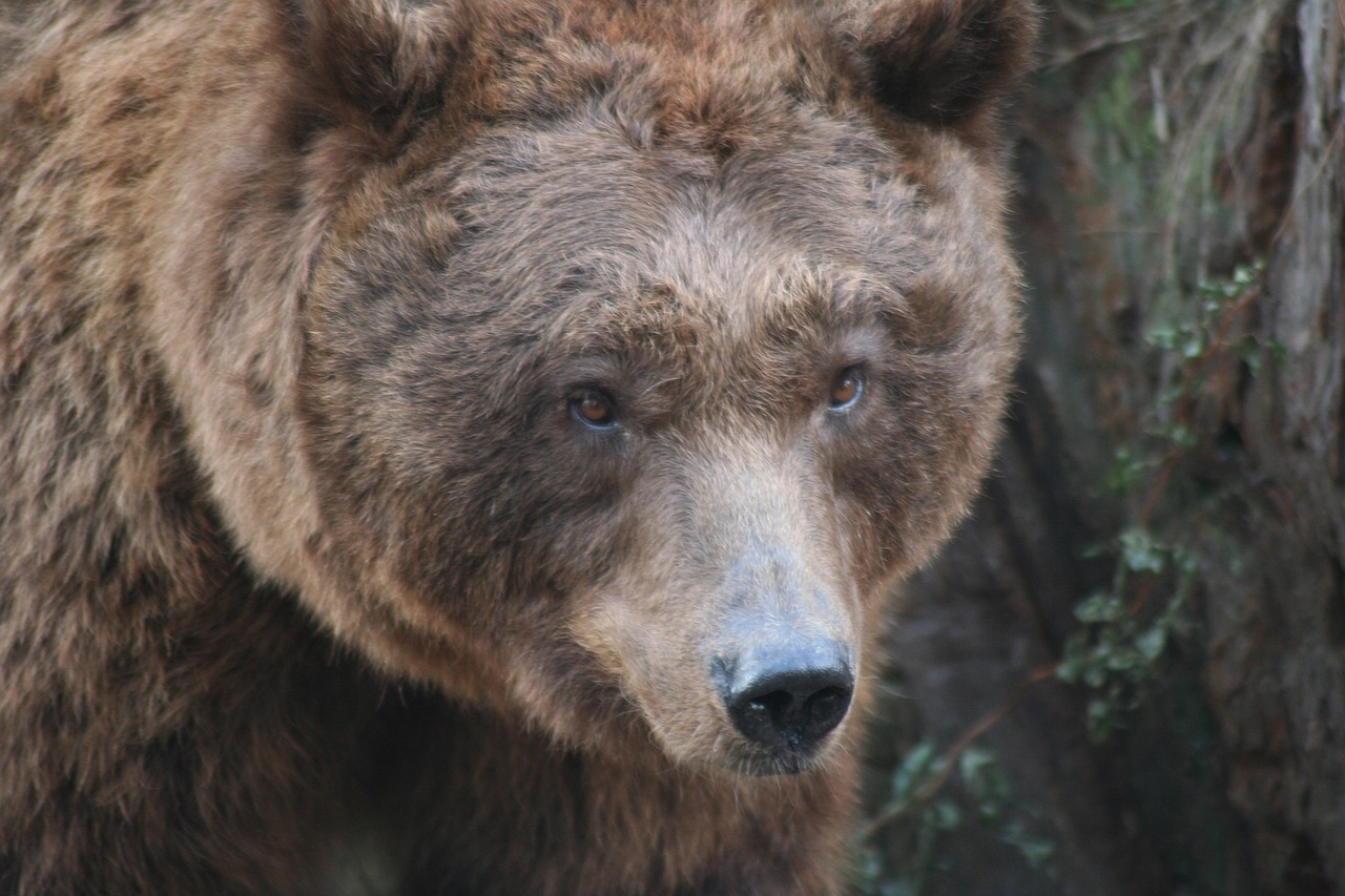 brown bear  animal  zoo free photo