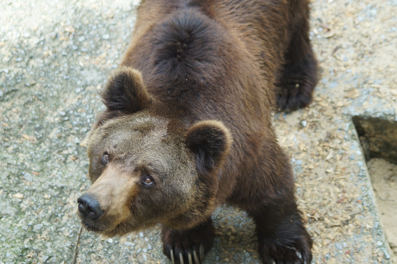 brown bear bear wild animal free photo