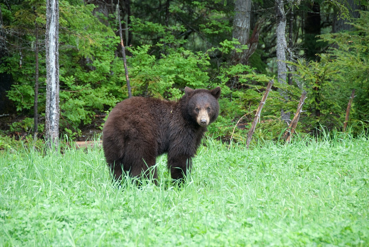 brown bear canada national park free photo