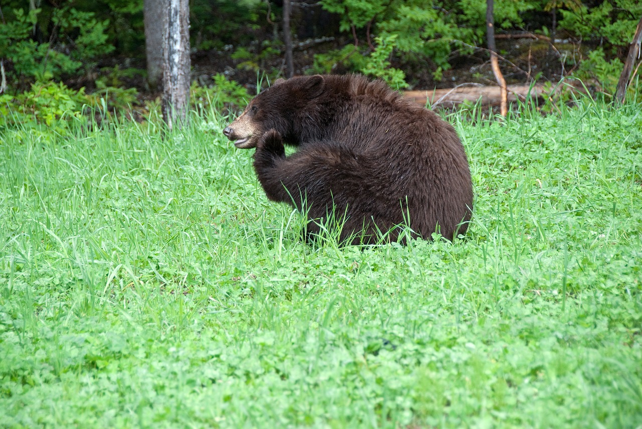 brown bear canada national park free photo