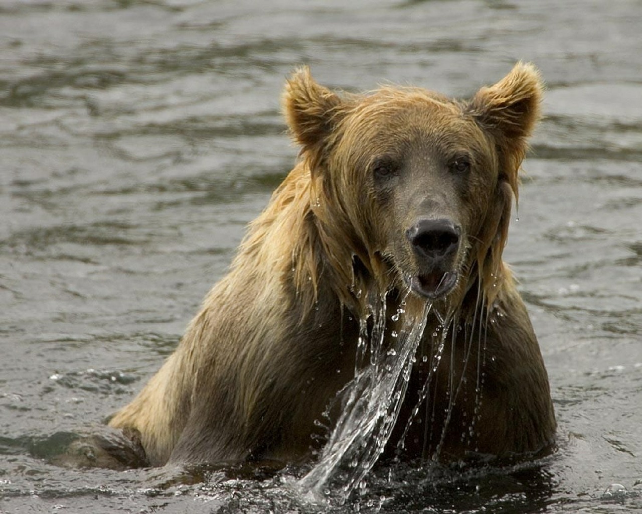 brown bear fishing bear free photo